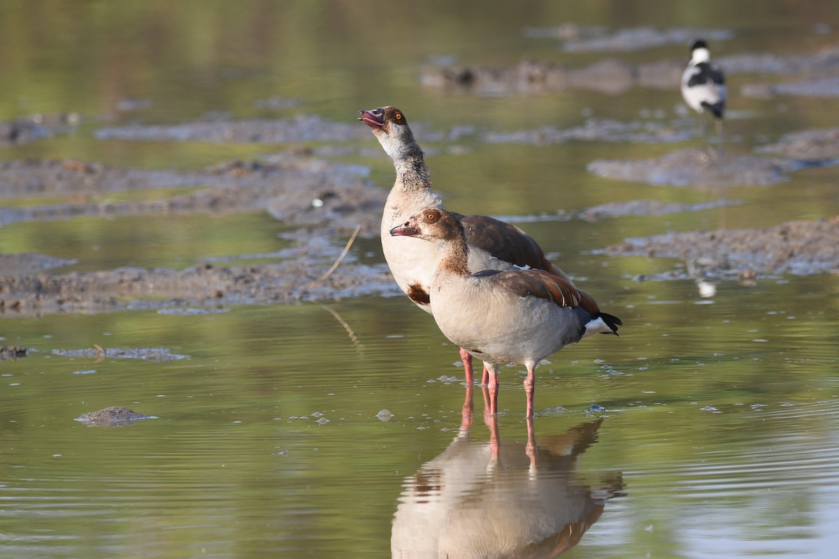 Egyptian Goose - ML611975206