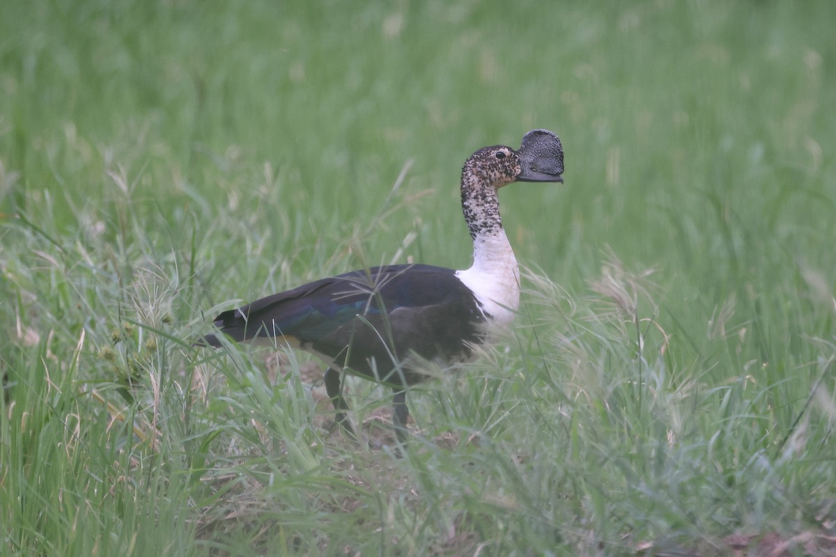 Canard sylvicole - ML611975210