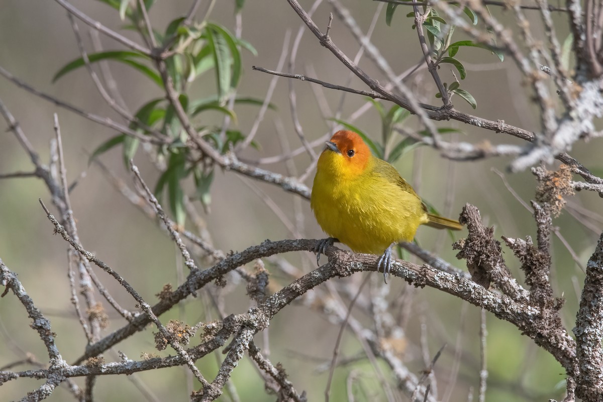 Rust-and-yellow Tanager - ML611975234
