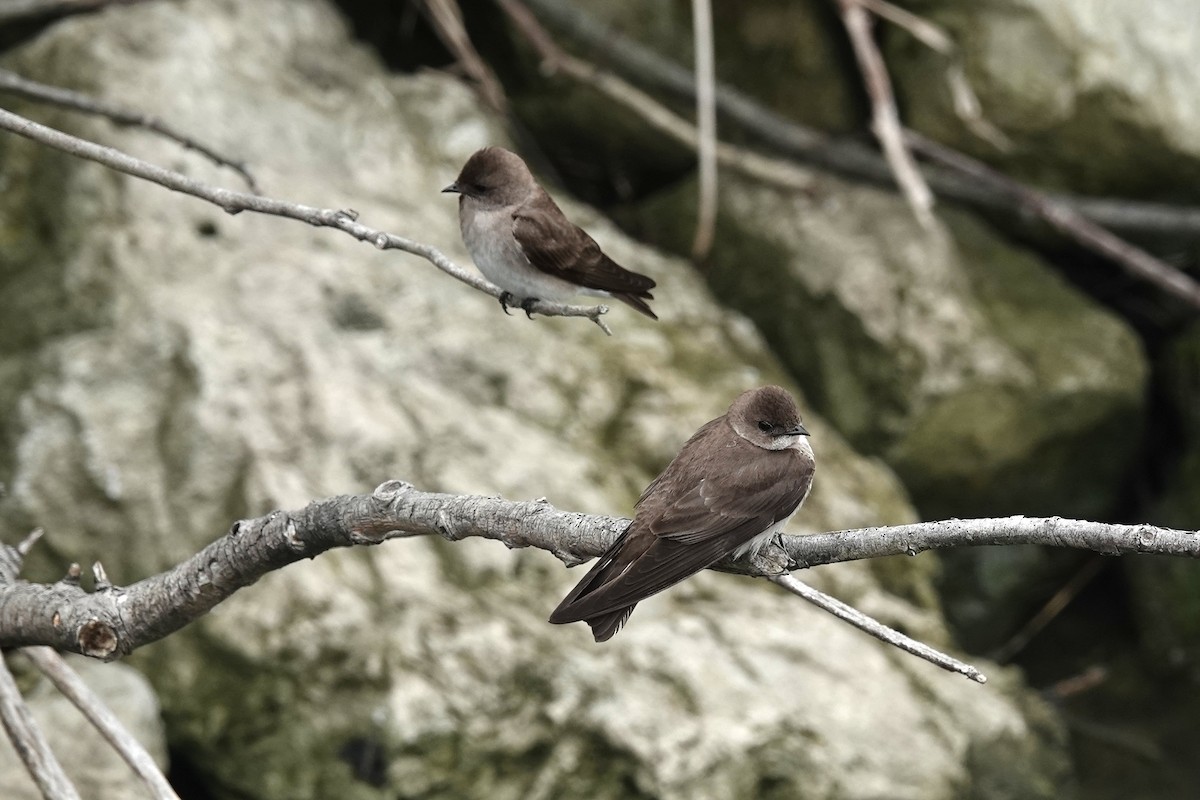 Northern Rough-winged Swallow - ML611975255