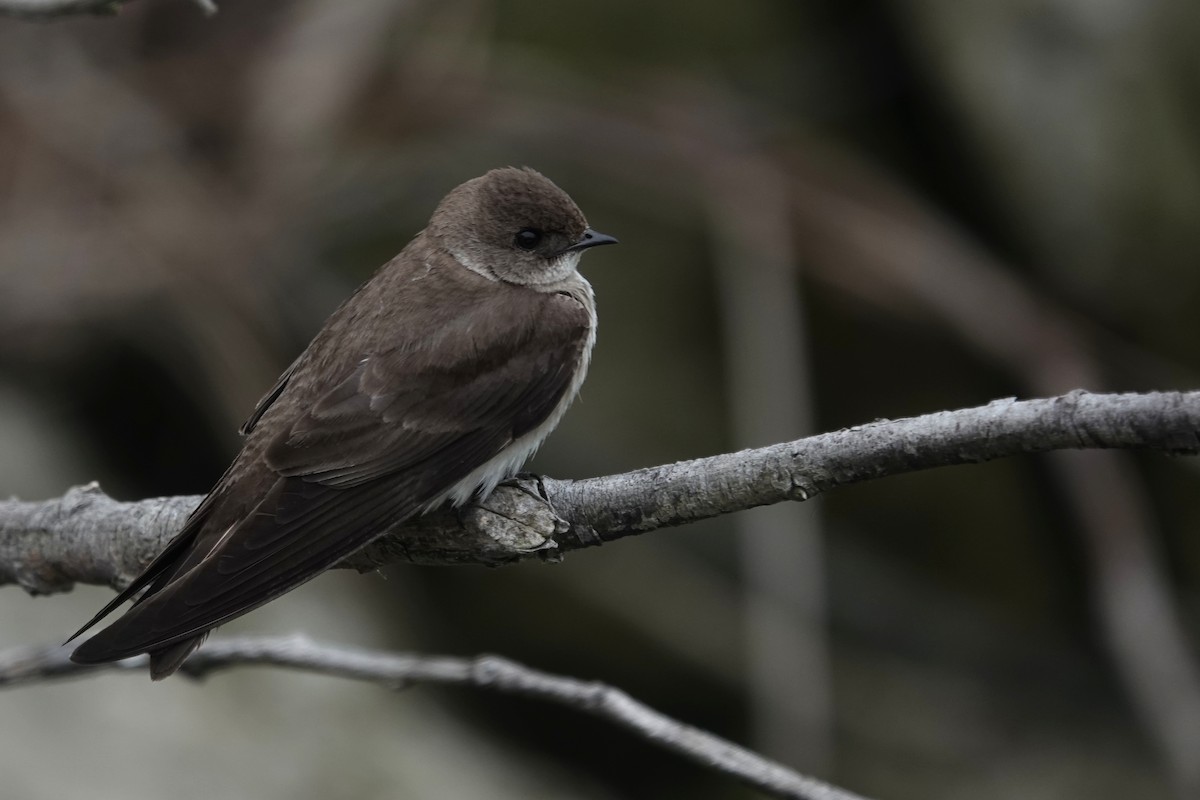 Northern Rough-winged Swallow - ML611975256