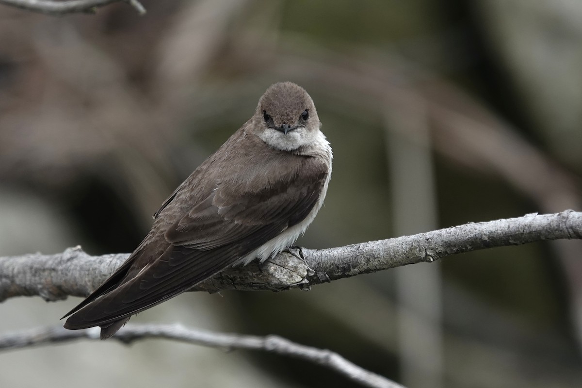 Northern Rough-winged Swallow - ML611975257