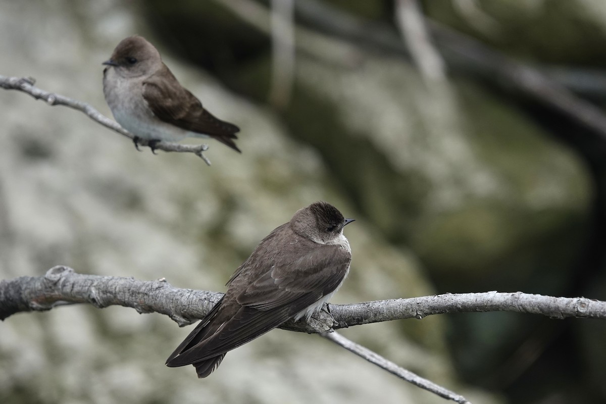 Northern Rough-winged Swallow - Mick McCarty