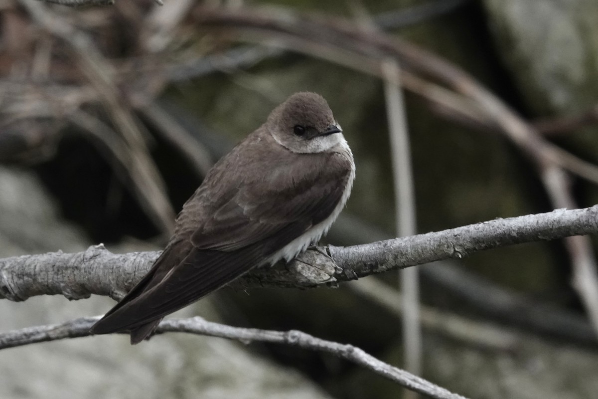 Northern Rough-winged Swallow - ML611975260