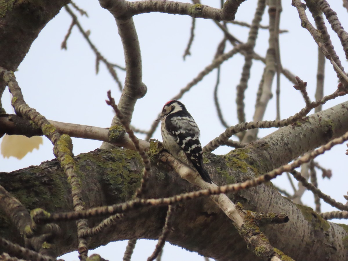 Lesser Spotted Woodpecker - ML611975287