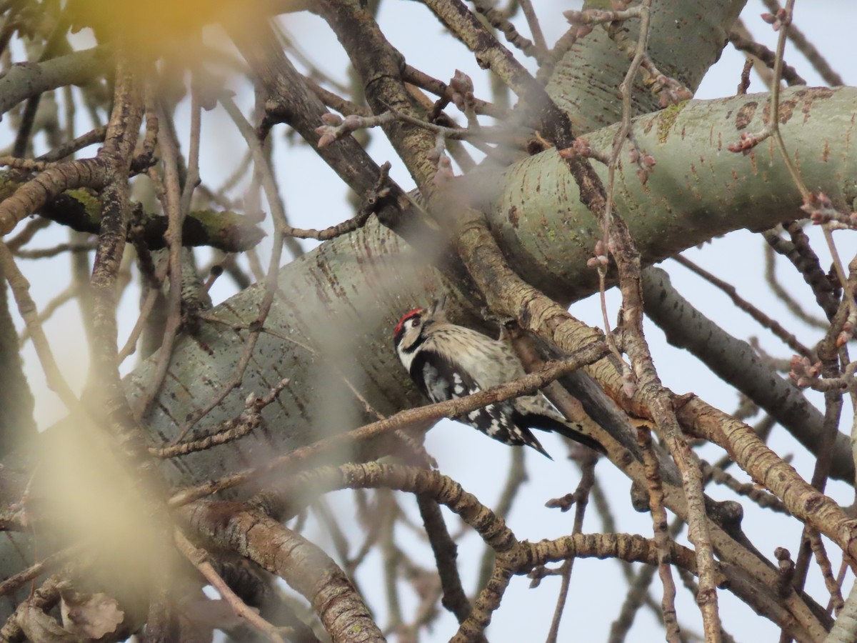 Lesser Spotted Woodpecker - ML611975290