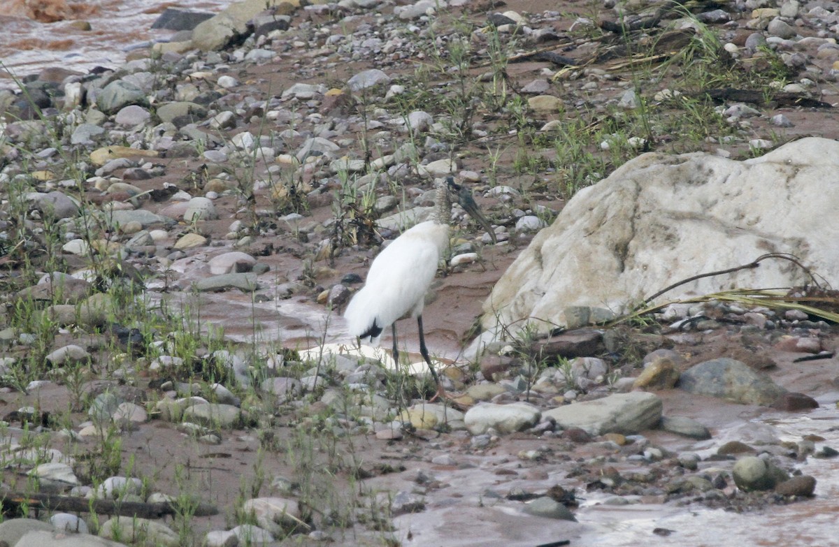 Wood Stork - ML611975295