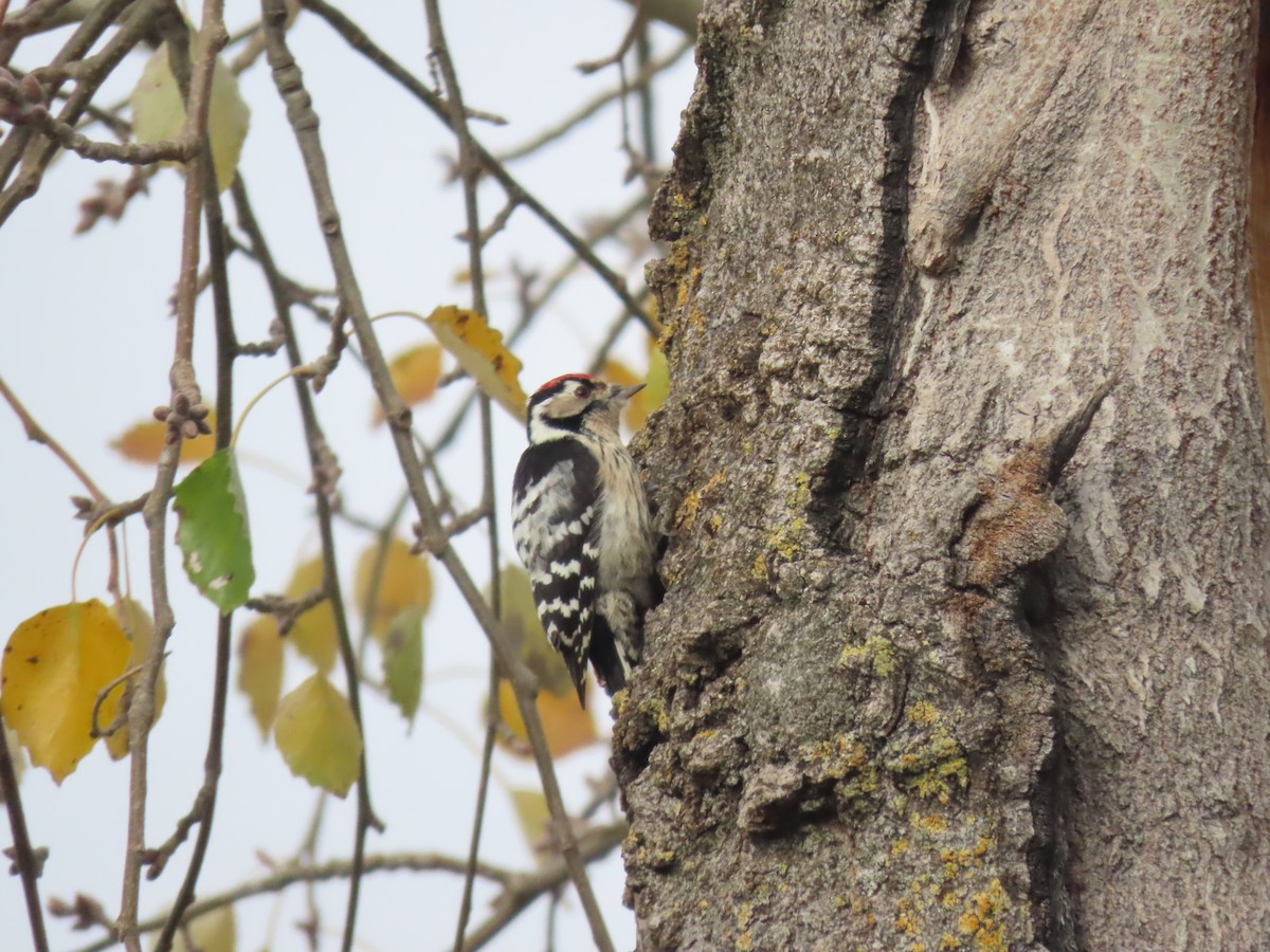 Lesser Spotted Woodpecker - ML611975309