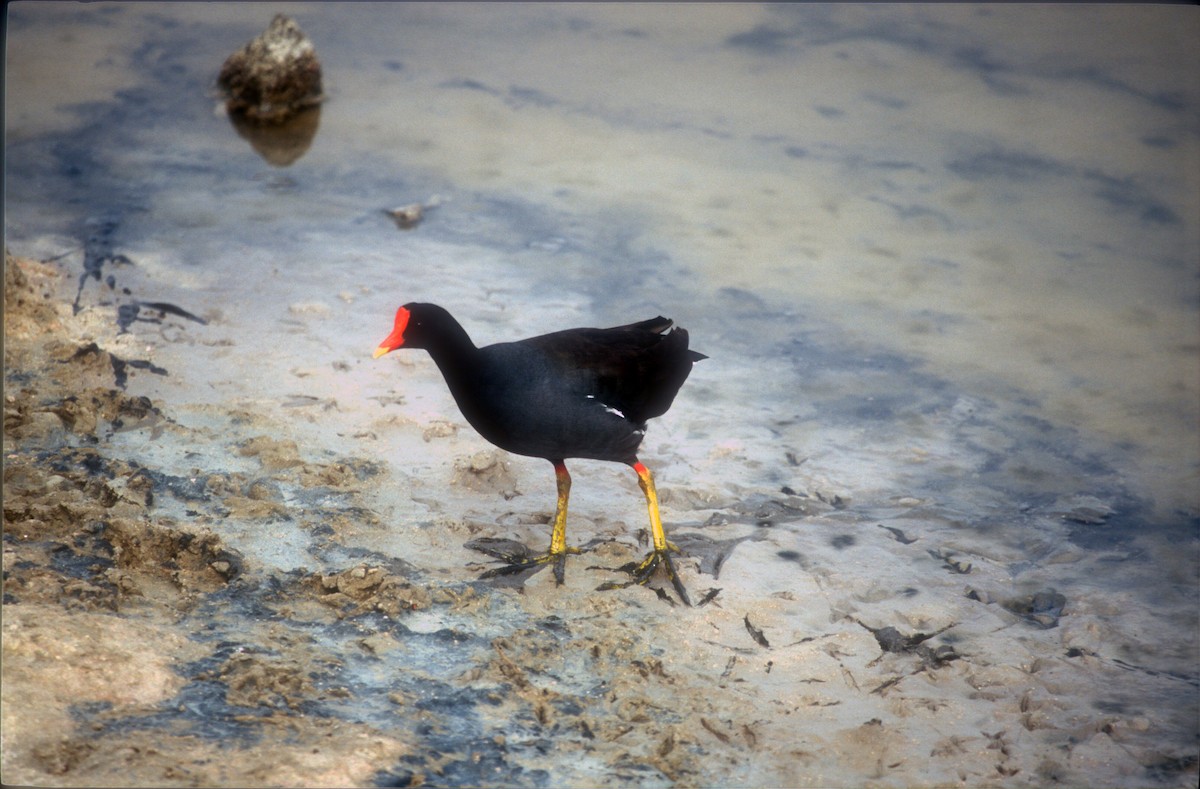 Gallinule d'Amérique - ML611975319