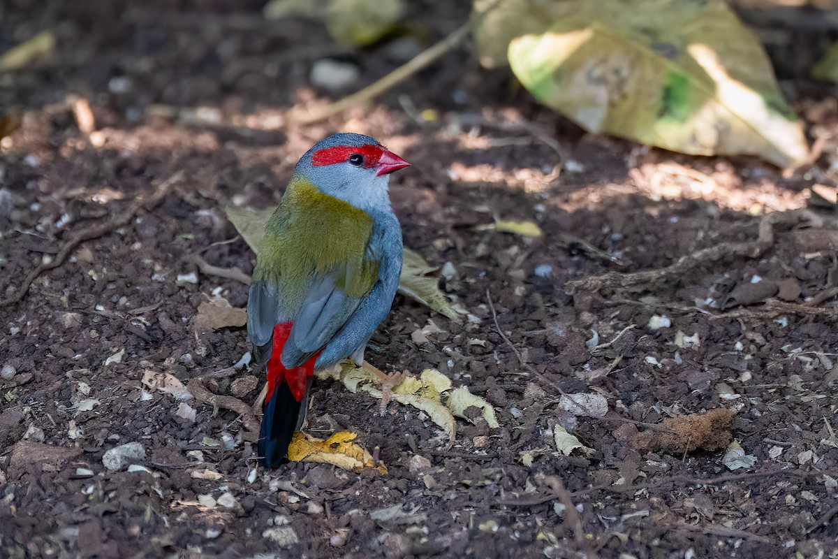 Red-browed Firetail - ML611975322