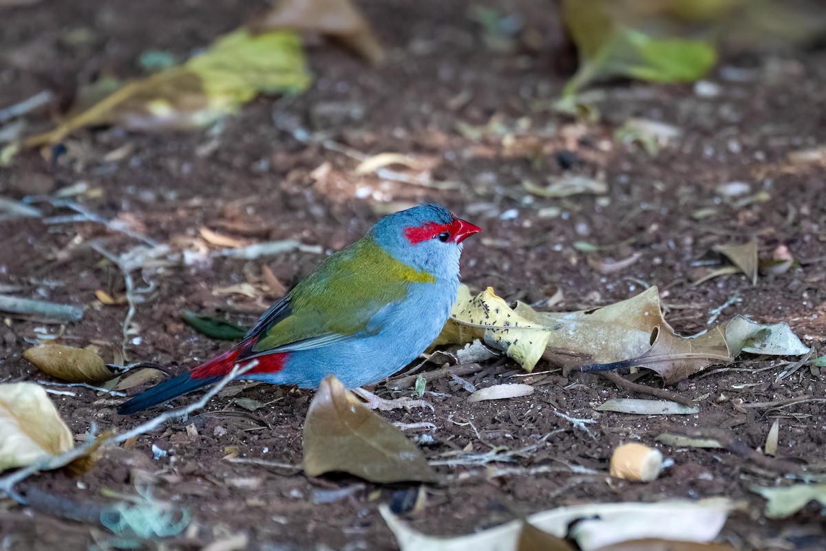 Red-browed Firetail - ML611975323