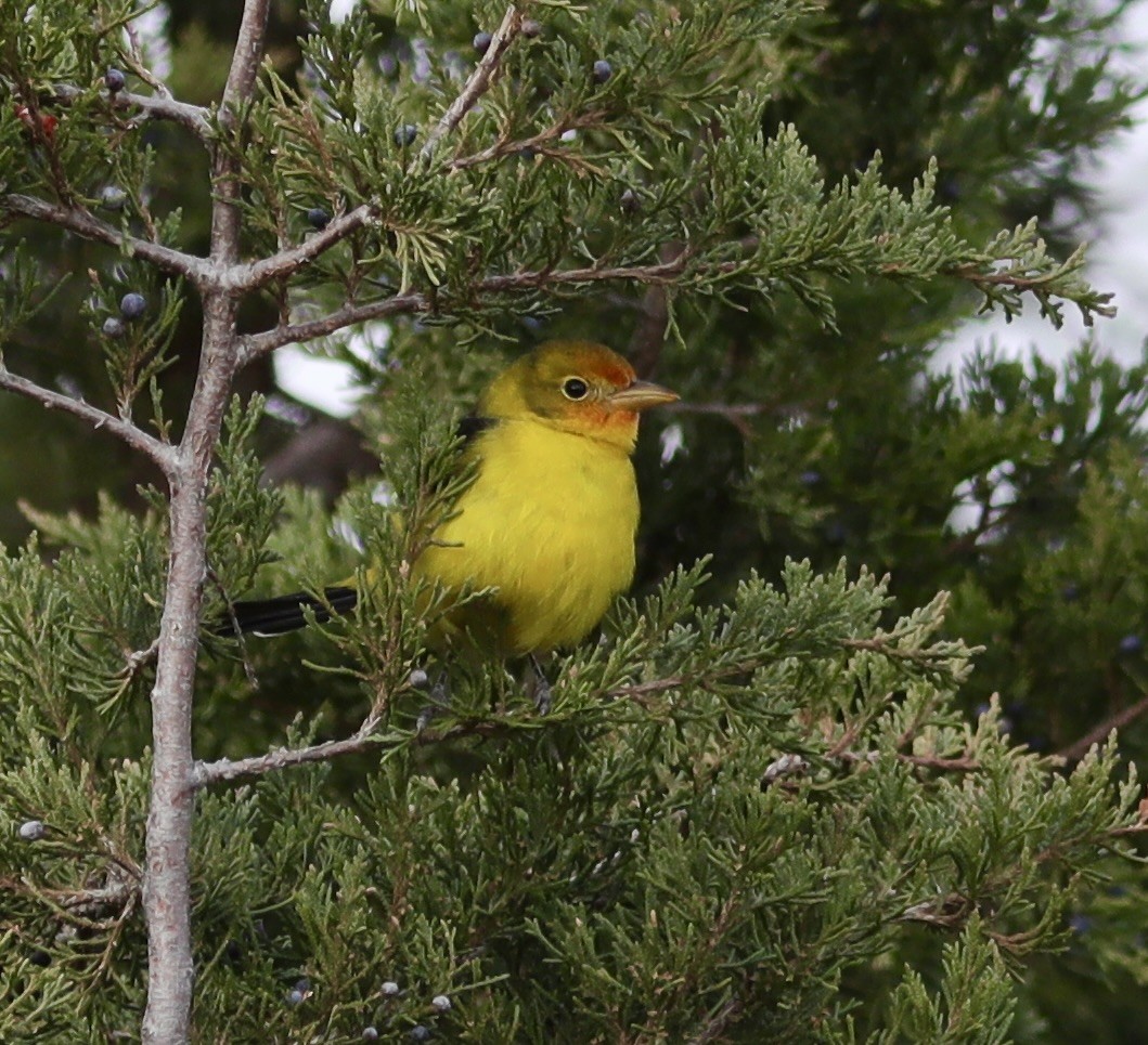 Western Tanager - Ken Feustel