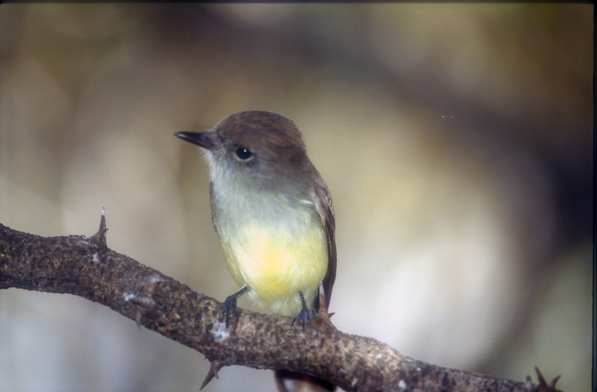 Galapagos Flycatcher - Guy RUFRAY