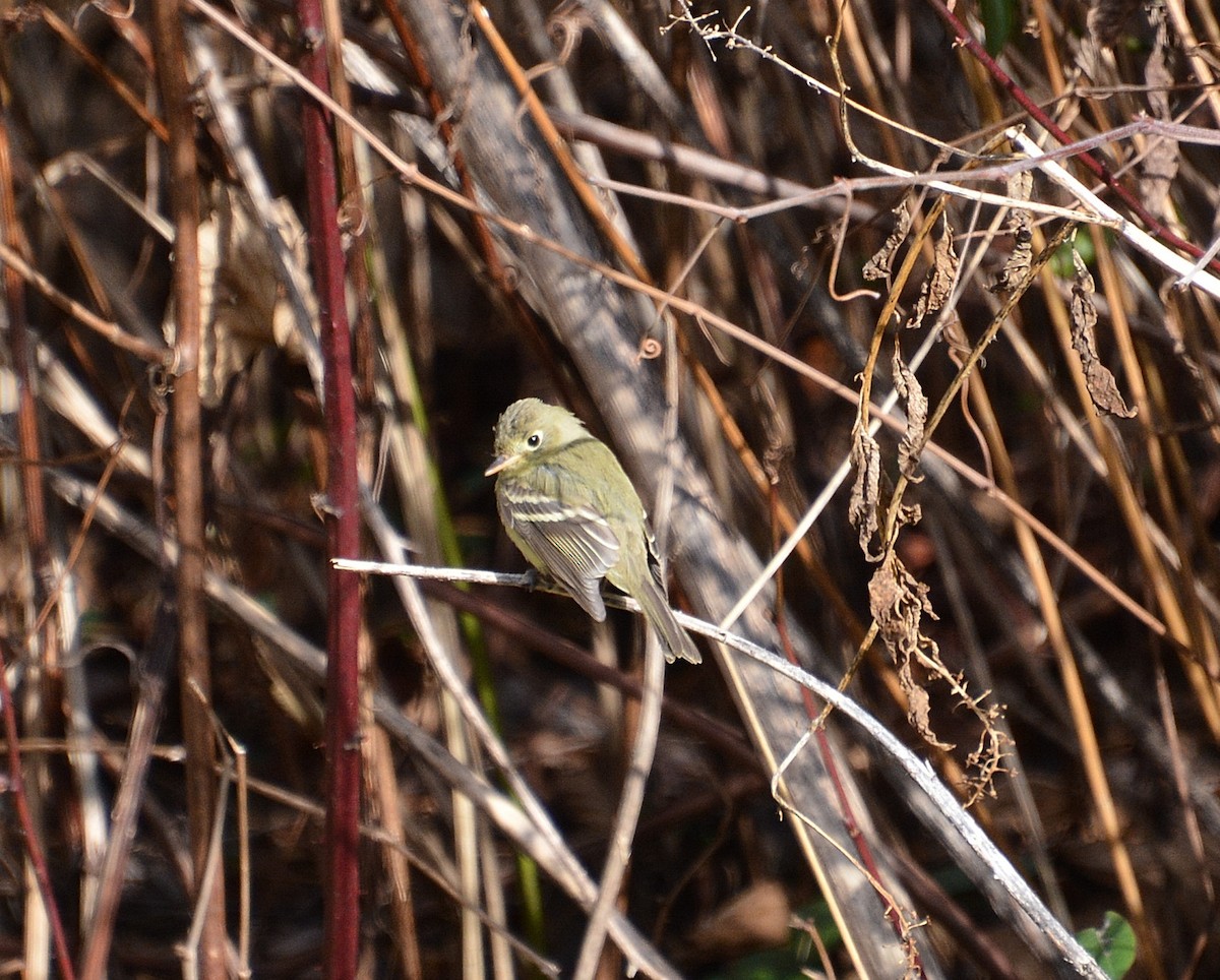 Western Flycatcher - ML611975501