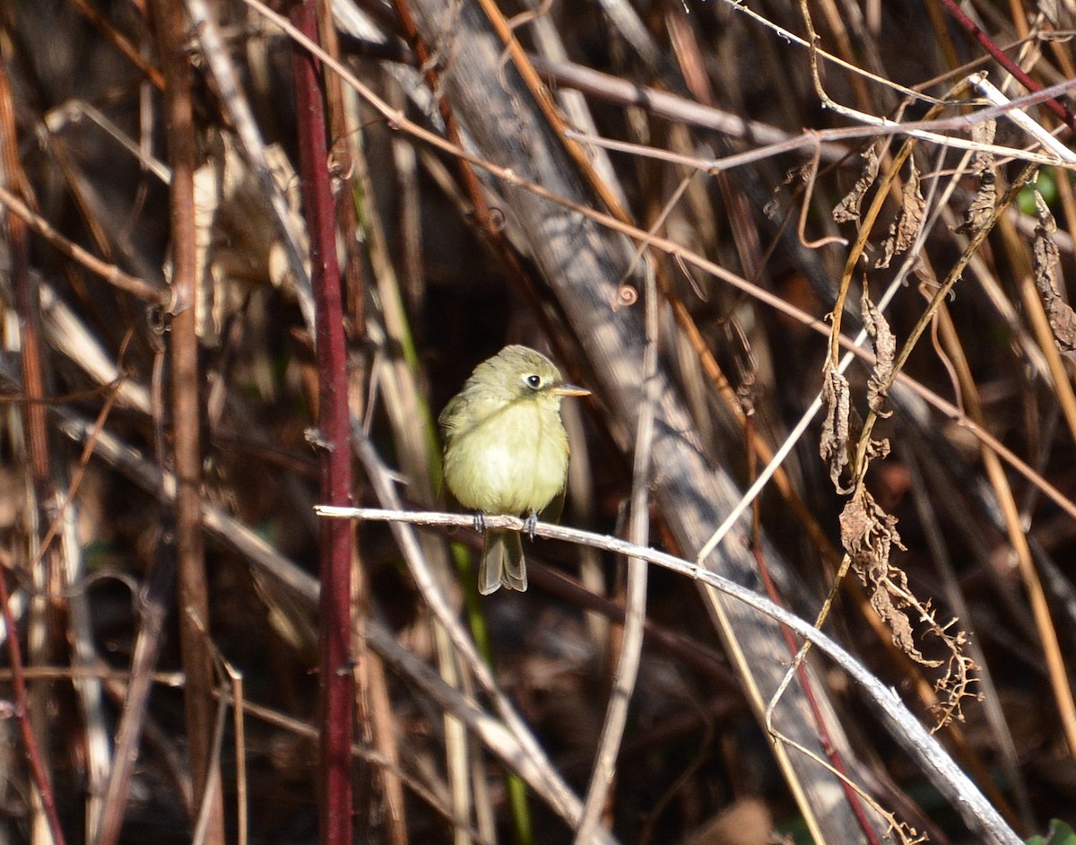 Western Flycatcher - ML611975517