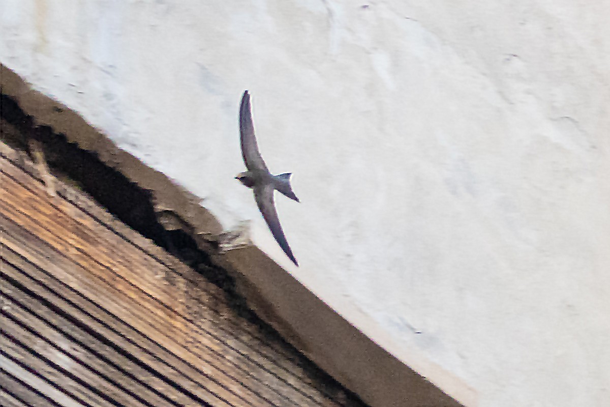 Pallid Swift - ML611975531