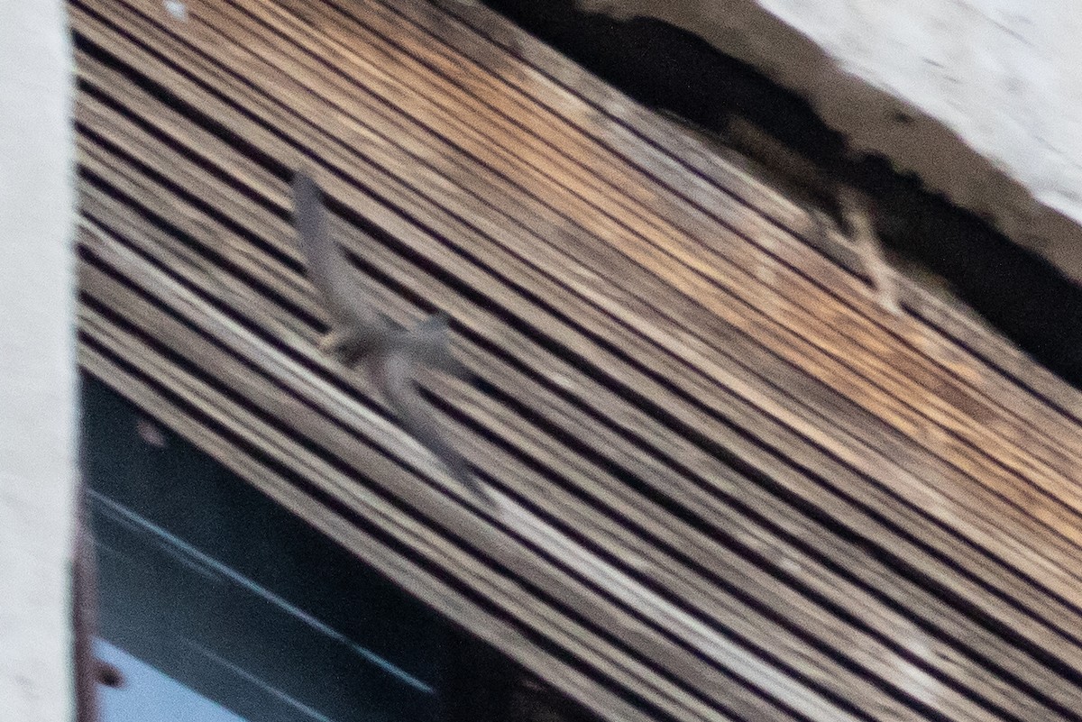 Pallid Swift - ML611975540