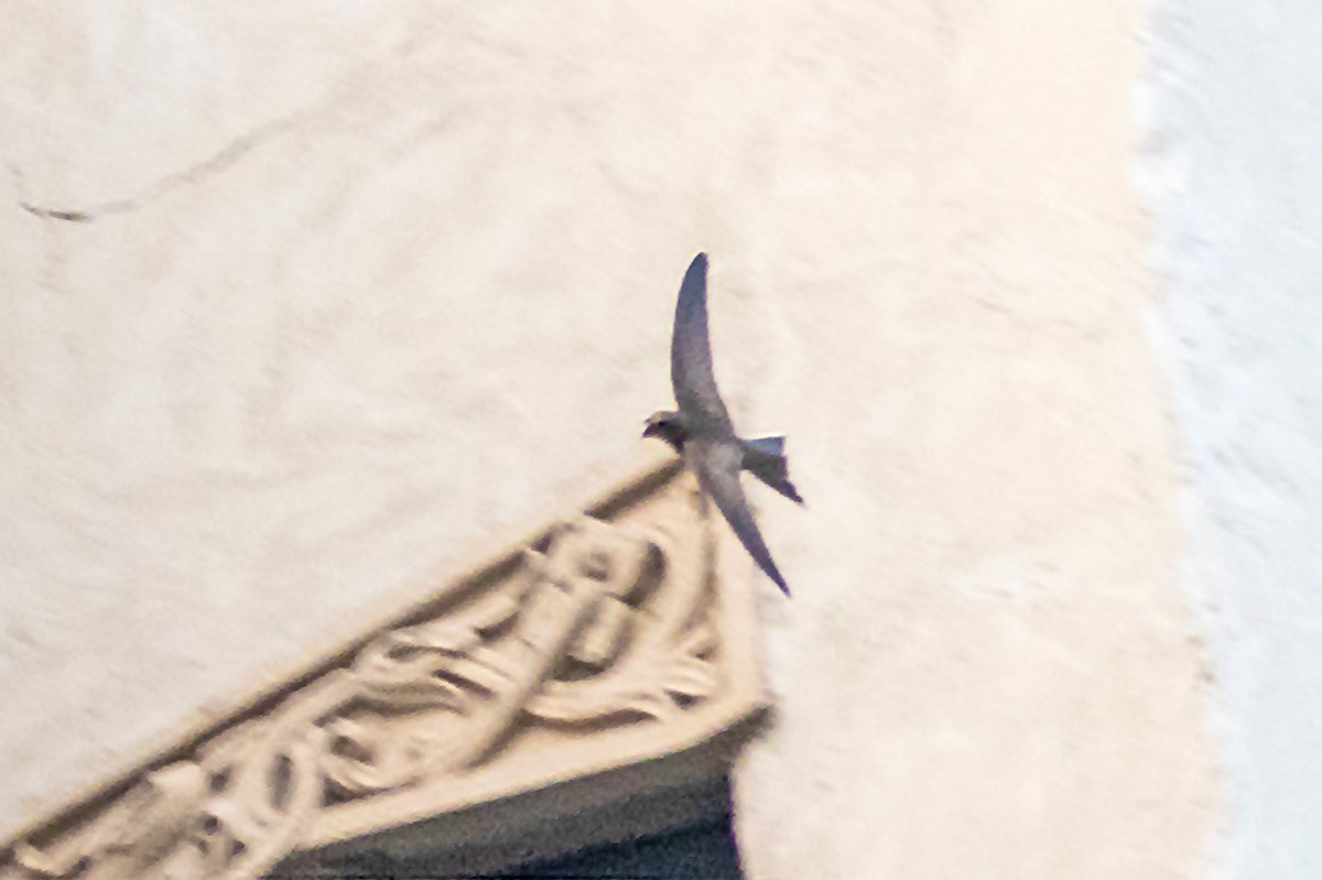 Pallid Swift - ML611975562