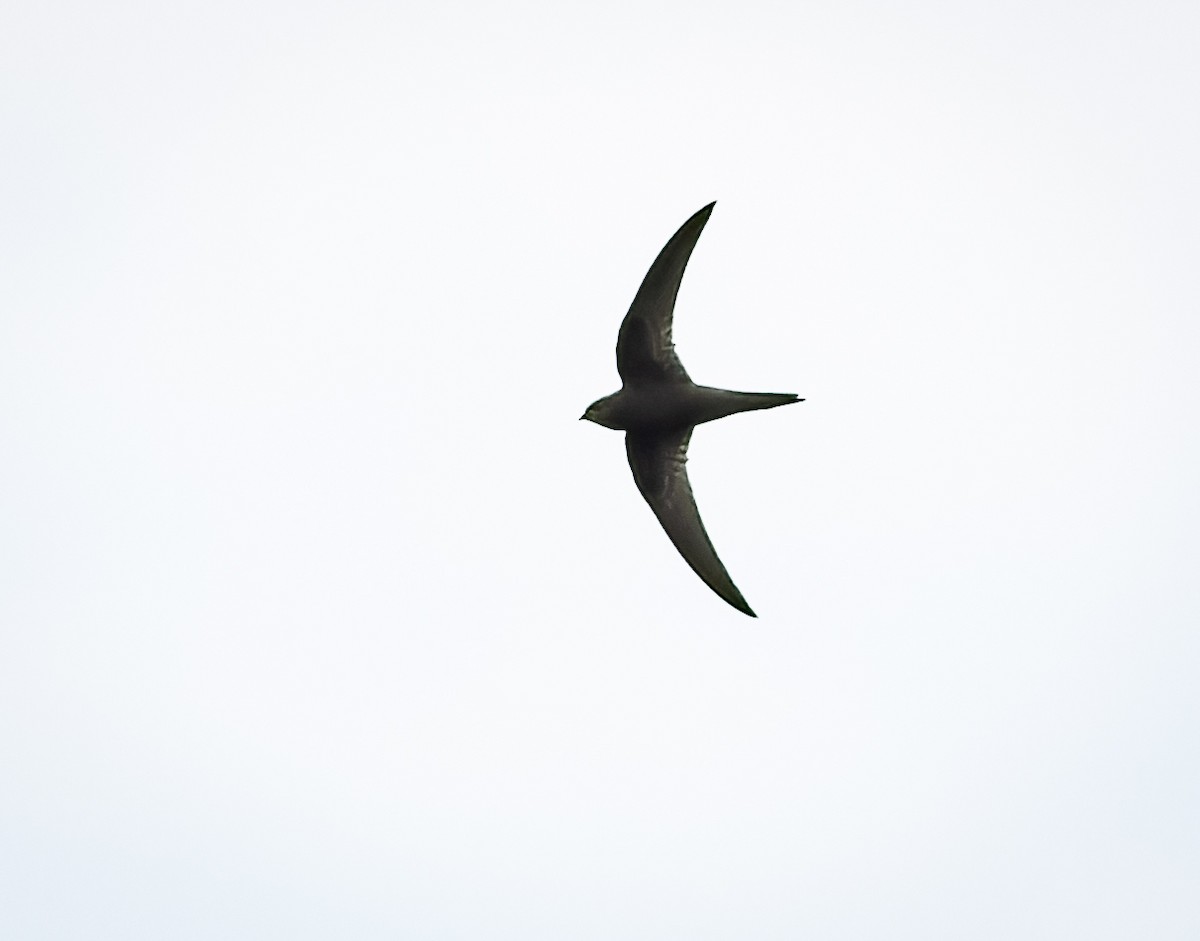 Common Swift - Daniel Mello (Irmãos Mello Birding Tours)