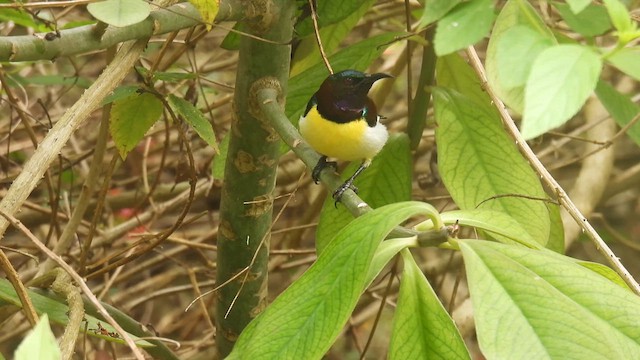 Purple-rumped Sunbird - ML611975632