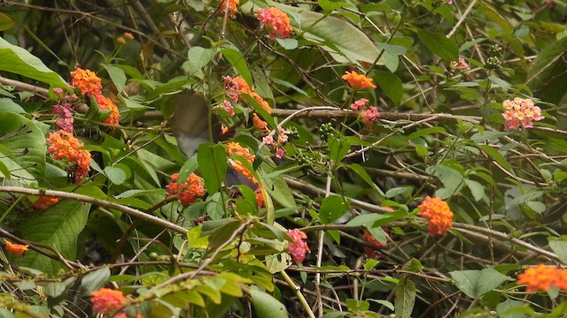 Purple-rumped Sunbird - ML611975633