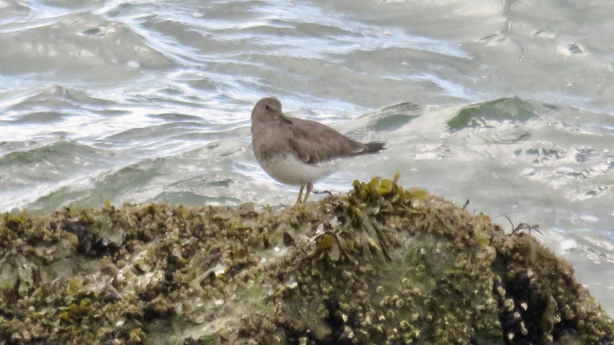 Surfbird - ML611975701