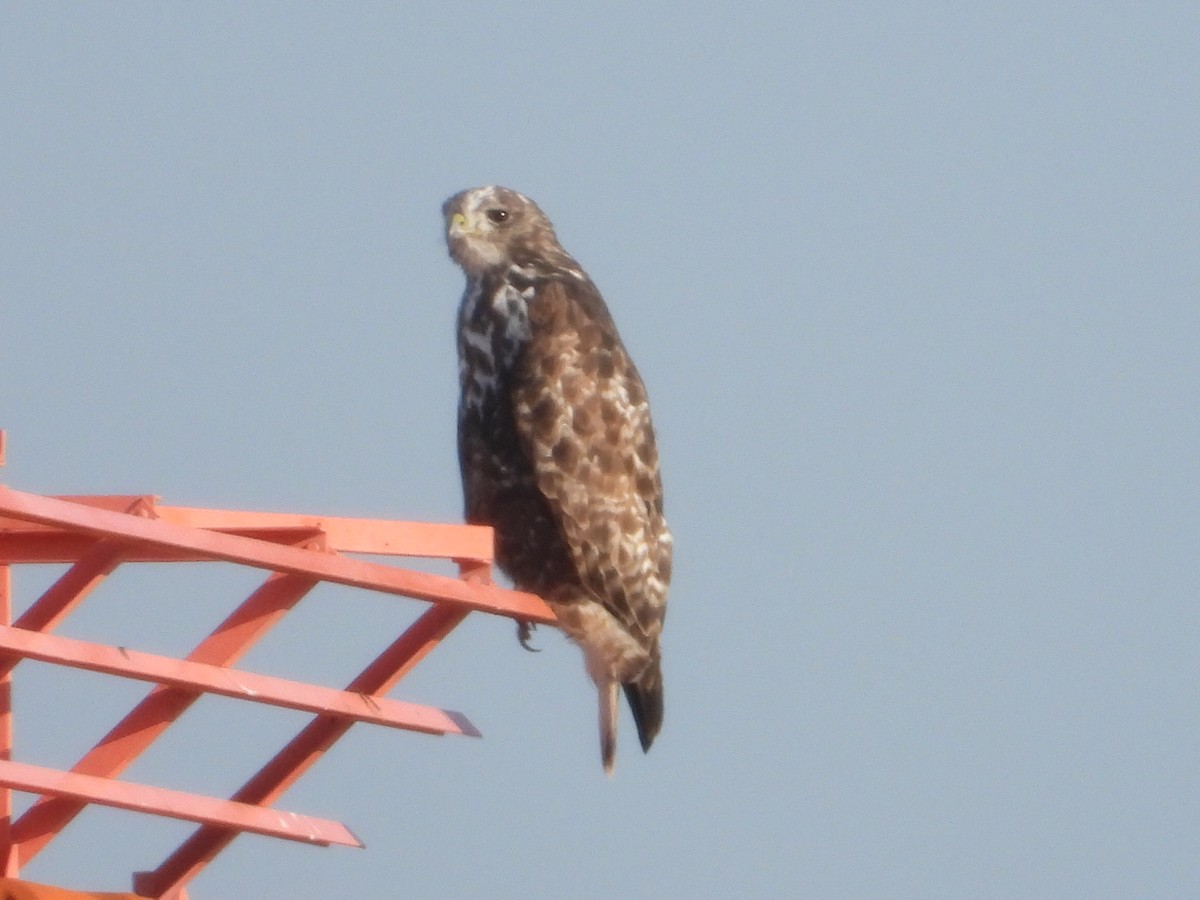 Red-tailed Hawk (Harlan's) - ML611975891