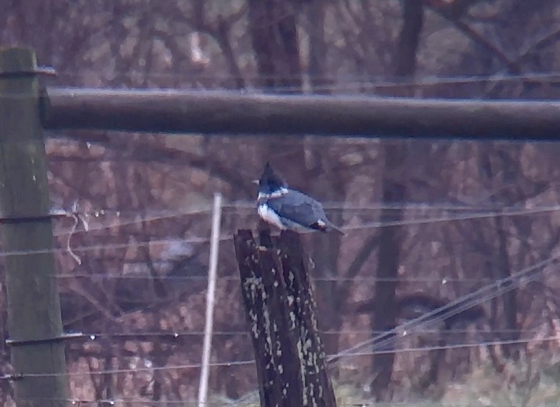 Belted Kingfisher - ML611975924