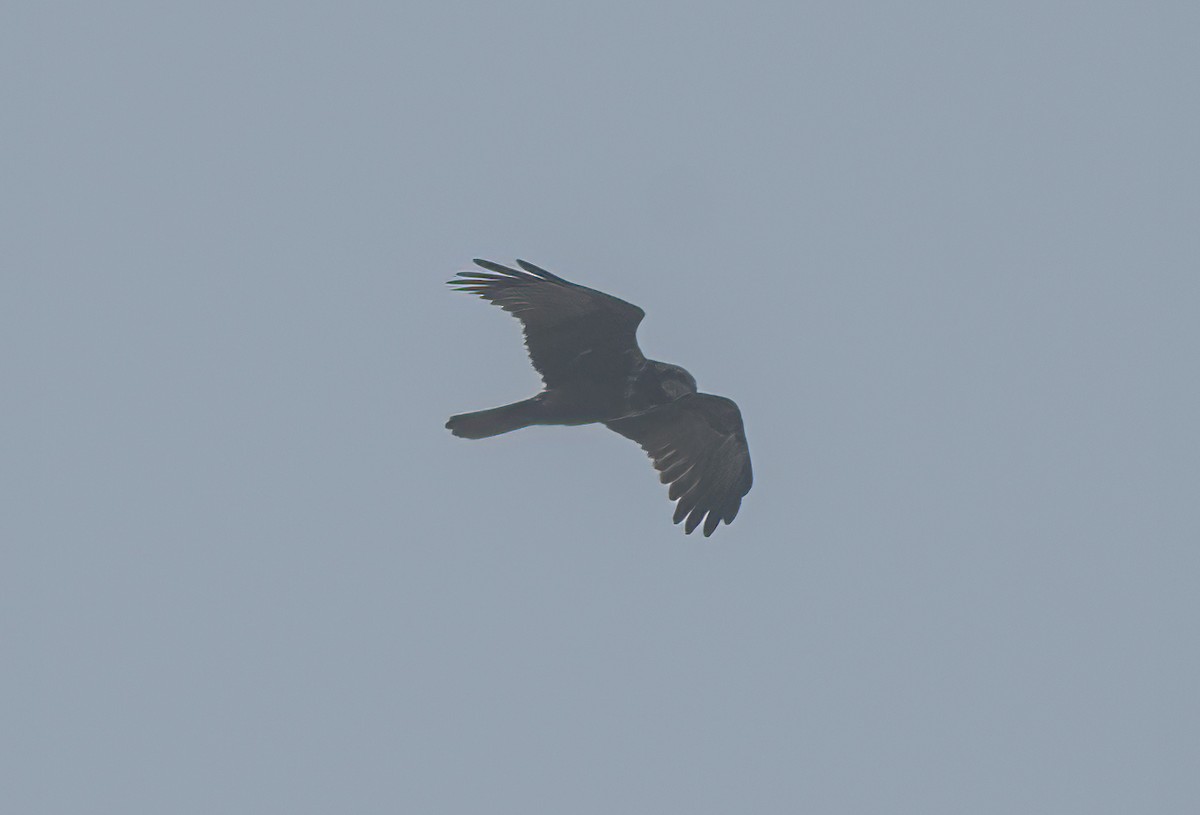 Western Marsh Harrier - Ali Usman Baig