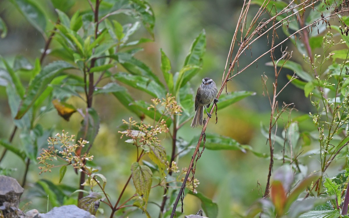 Unstreaked Tit-Tyrant - Christoph Moning