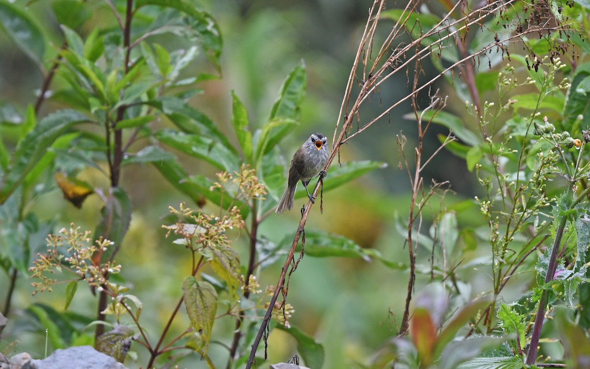 Unstreaked Tit-Tyrant - ML611975979