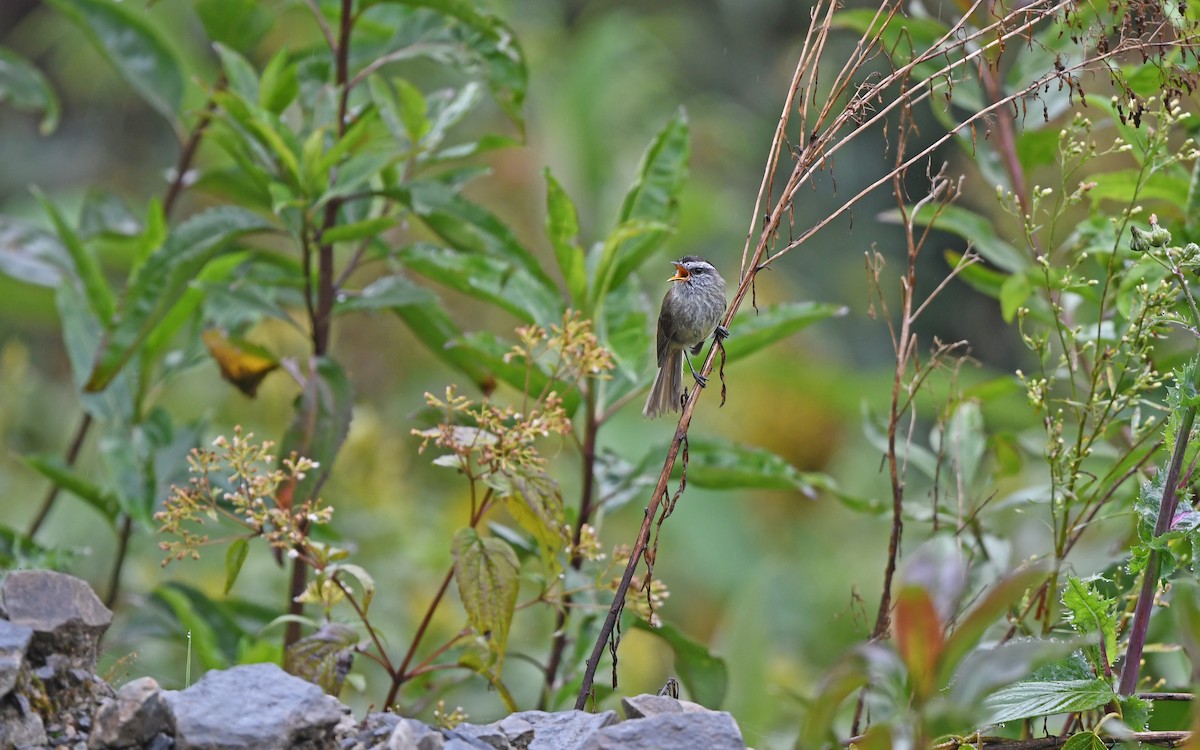 Unstreaked Tit-Tyrant - ML611975980