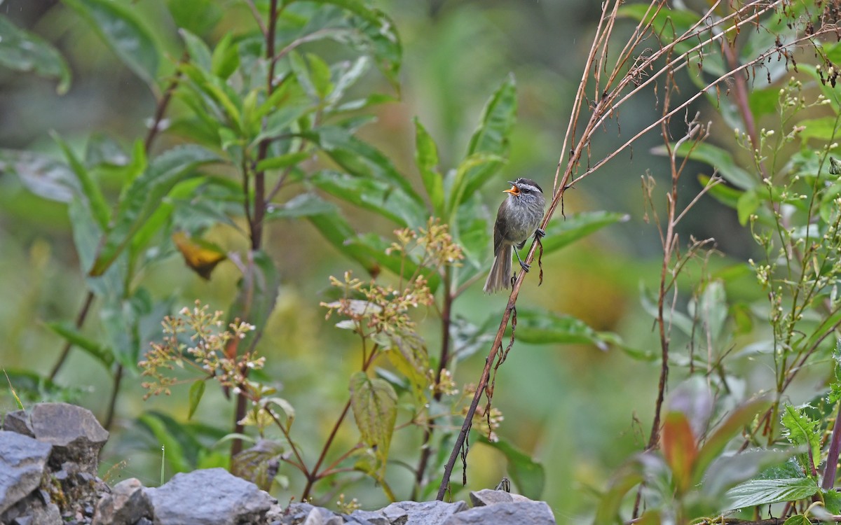 Unstreaked Tit-Tyrant - ML611975981