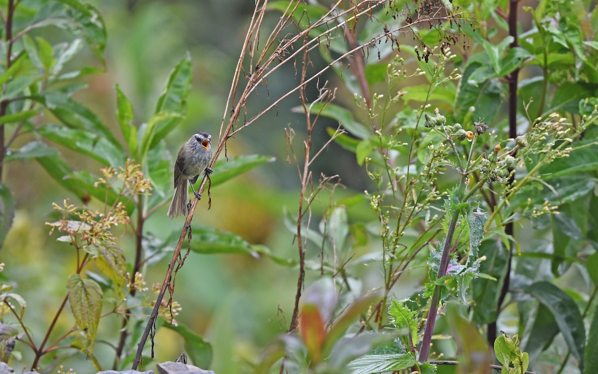 Unstreaked Tit-Tyrant - ML611975982