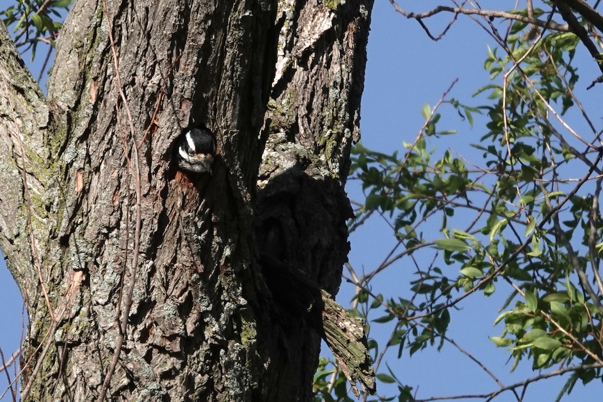 Hairy Woodpecker - ML611976071