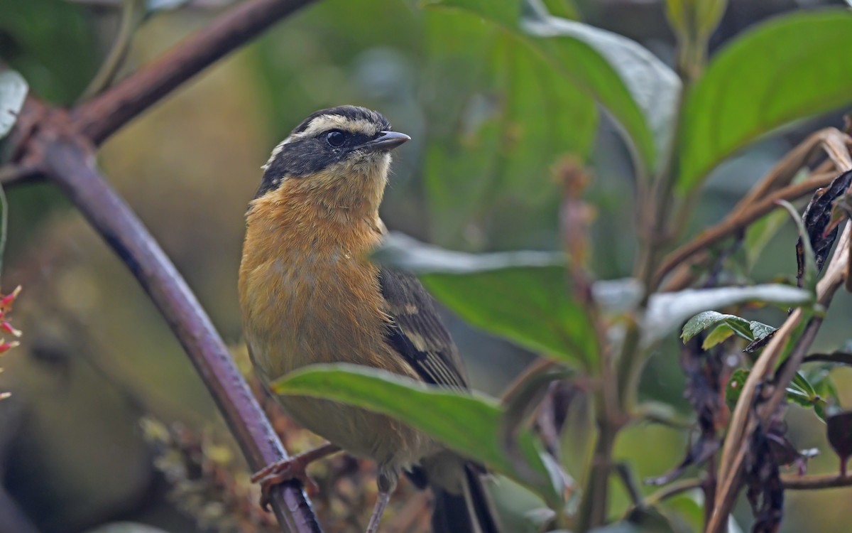 Three-striped Hemispingus - Christoph Moning