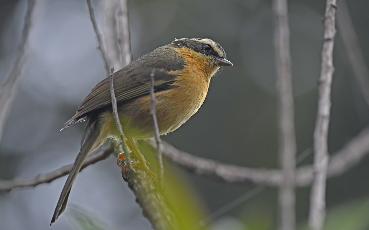 Üç Çizgili Hemispingus - ML611976091