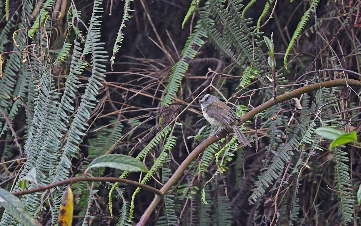 Unstreaked Tit-Tyrant - ML611976098