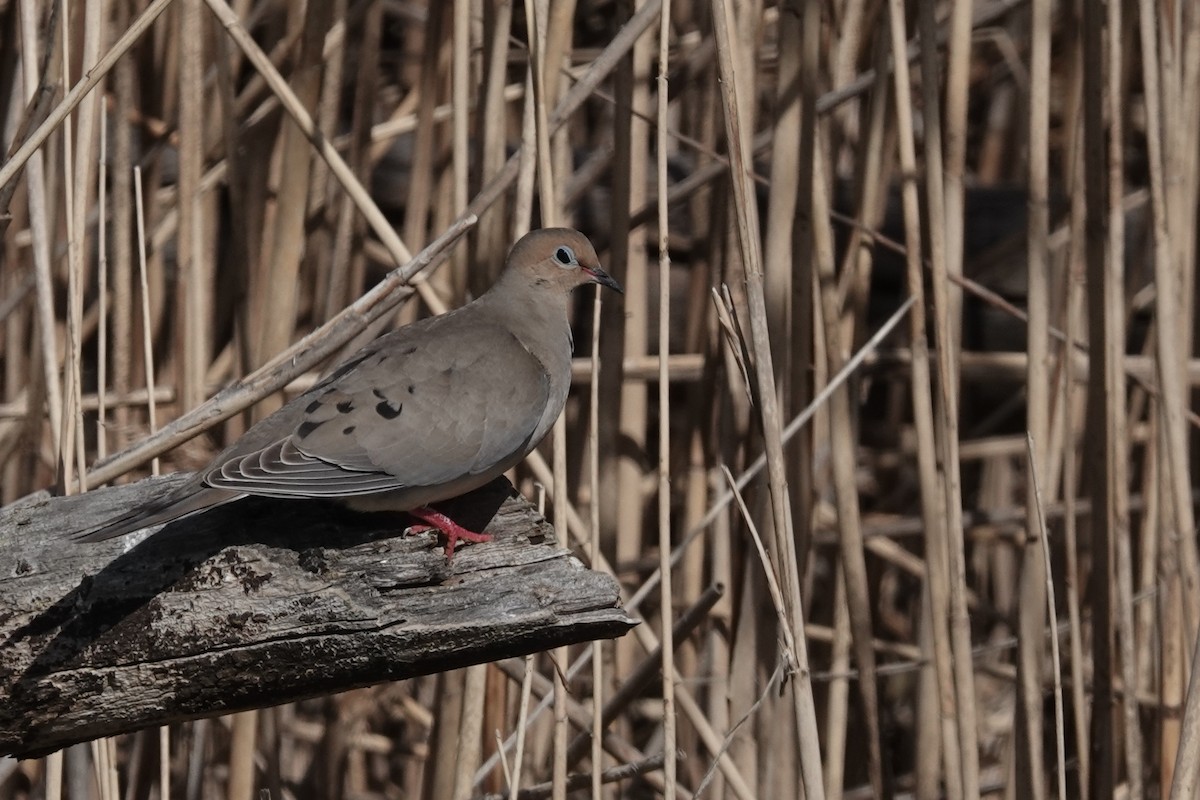 Mourning Dove - ML611976114