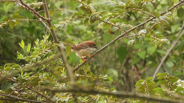 Yellow-eyed Babbler - ML611976120