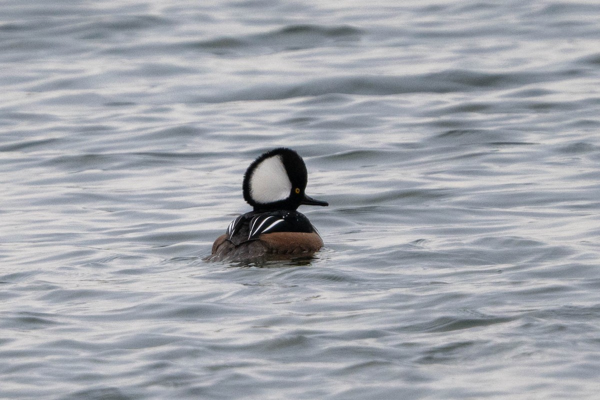 Hooded Merganser - Ted Kavanagh