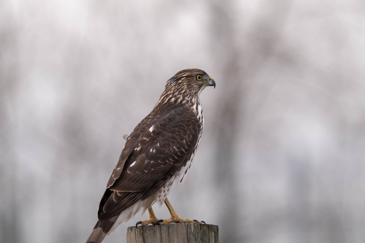 Cooper's Hawk - Ted Kavanagh