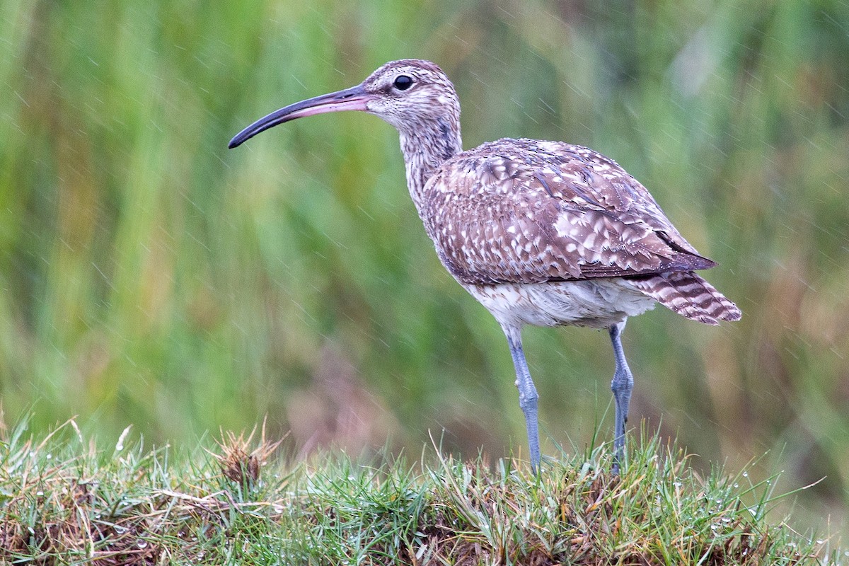 チュウシャクシギ（phaeopus） - ML611976141