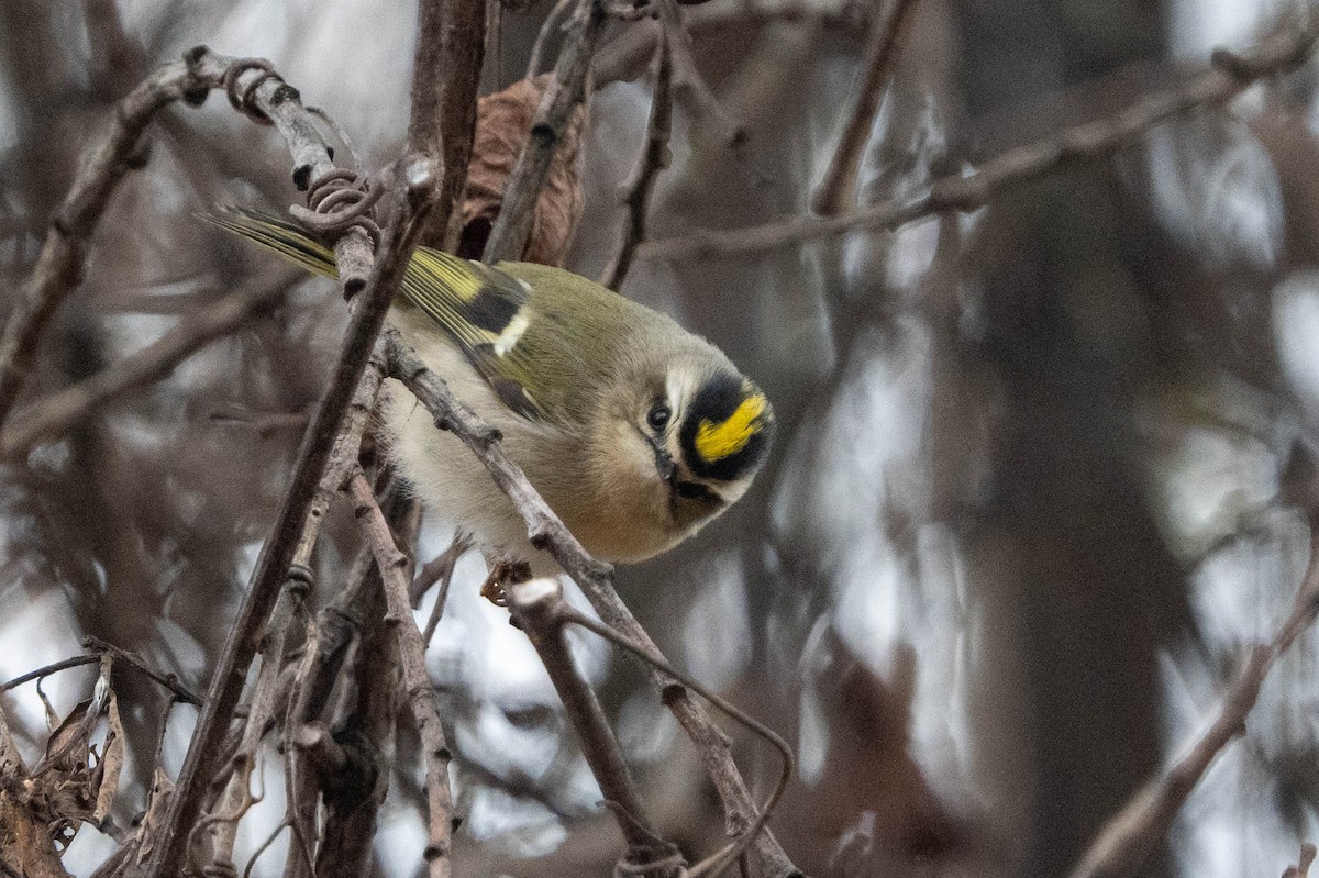 Golden-crowned Kinglet - ML611976154