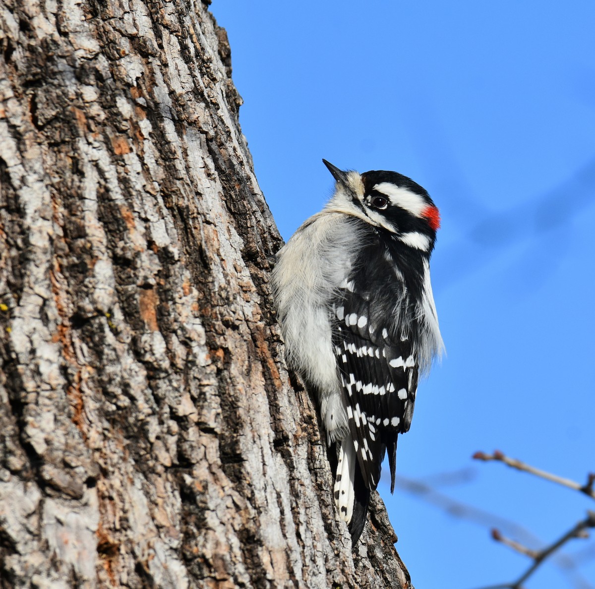 Downy Woodpecker - Shirley Rushforth Guinn