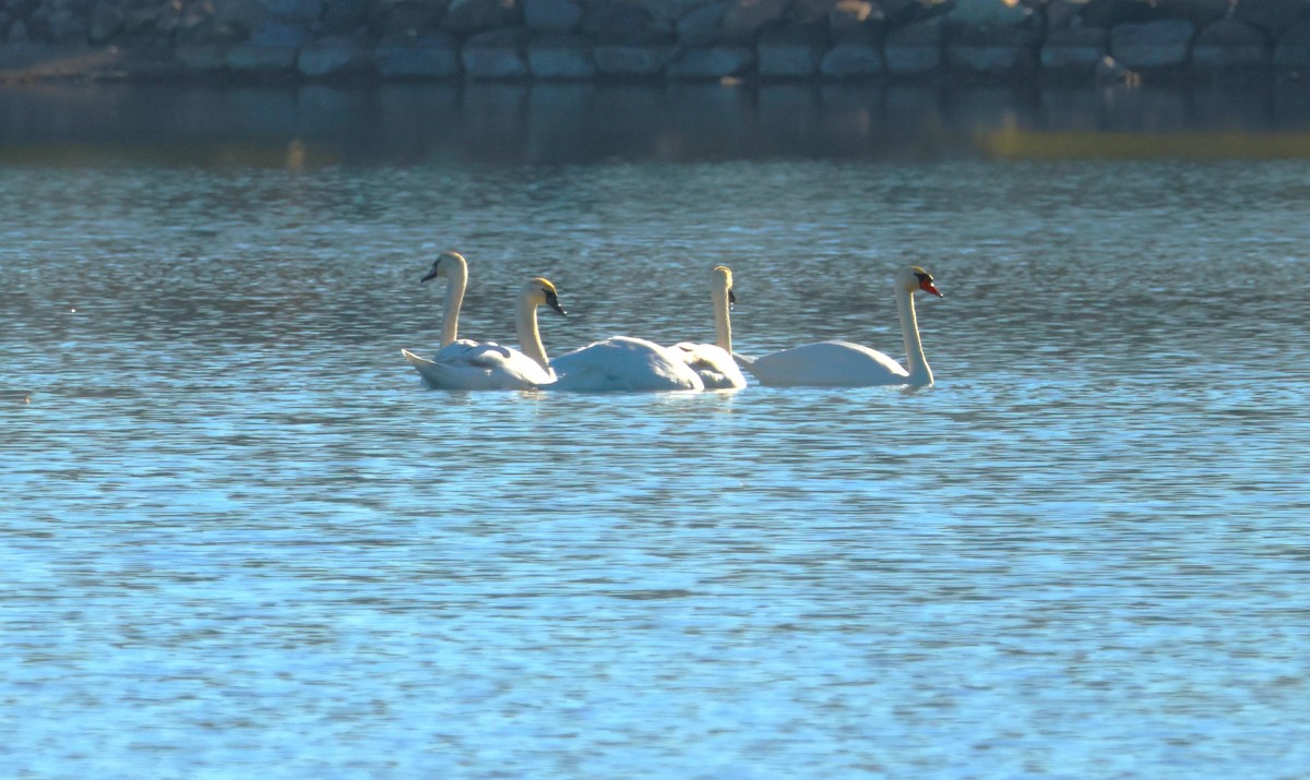 Mute Swan - ML611976262