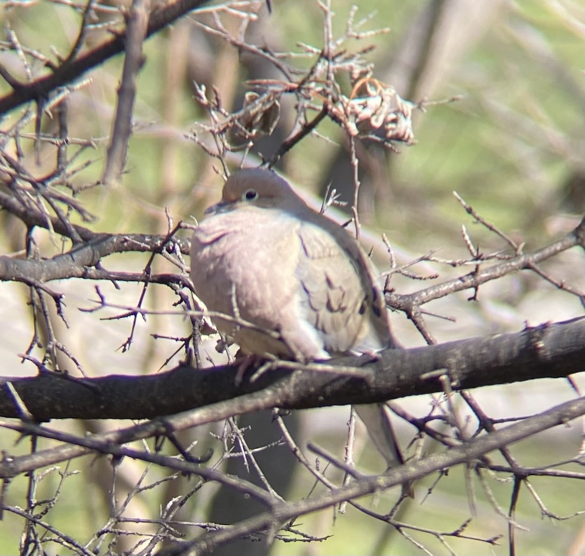 Mourning Dove - ML611976303