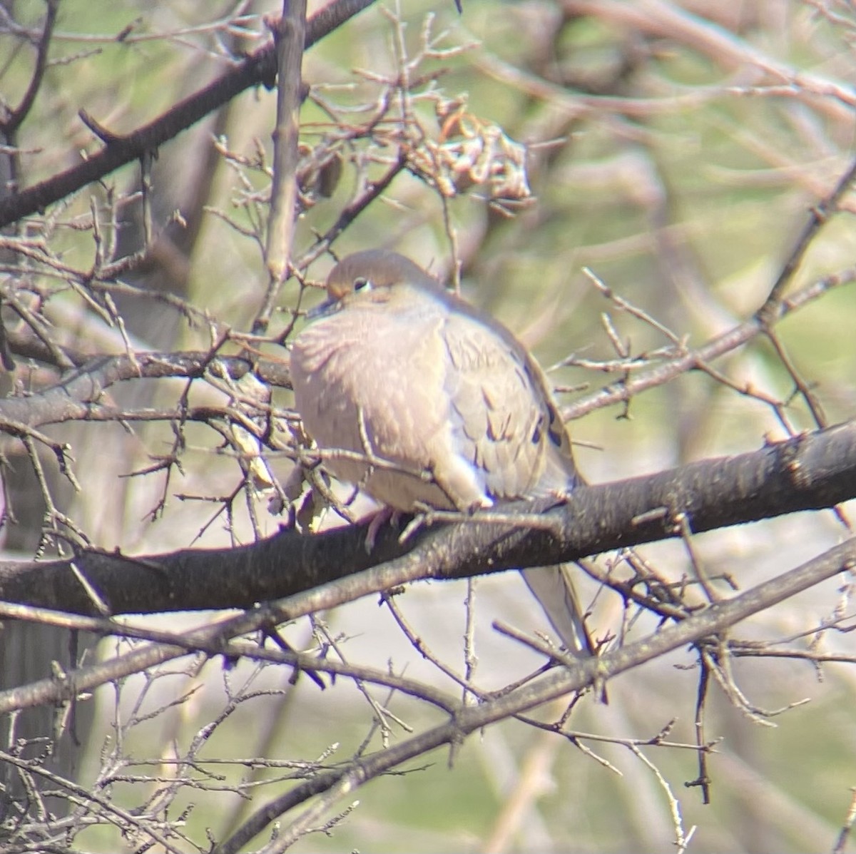 Mourning Dove - ML611976304