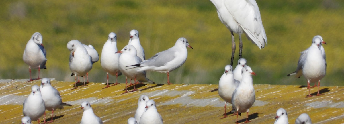 Black-headed Gull - ML611976390