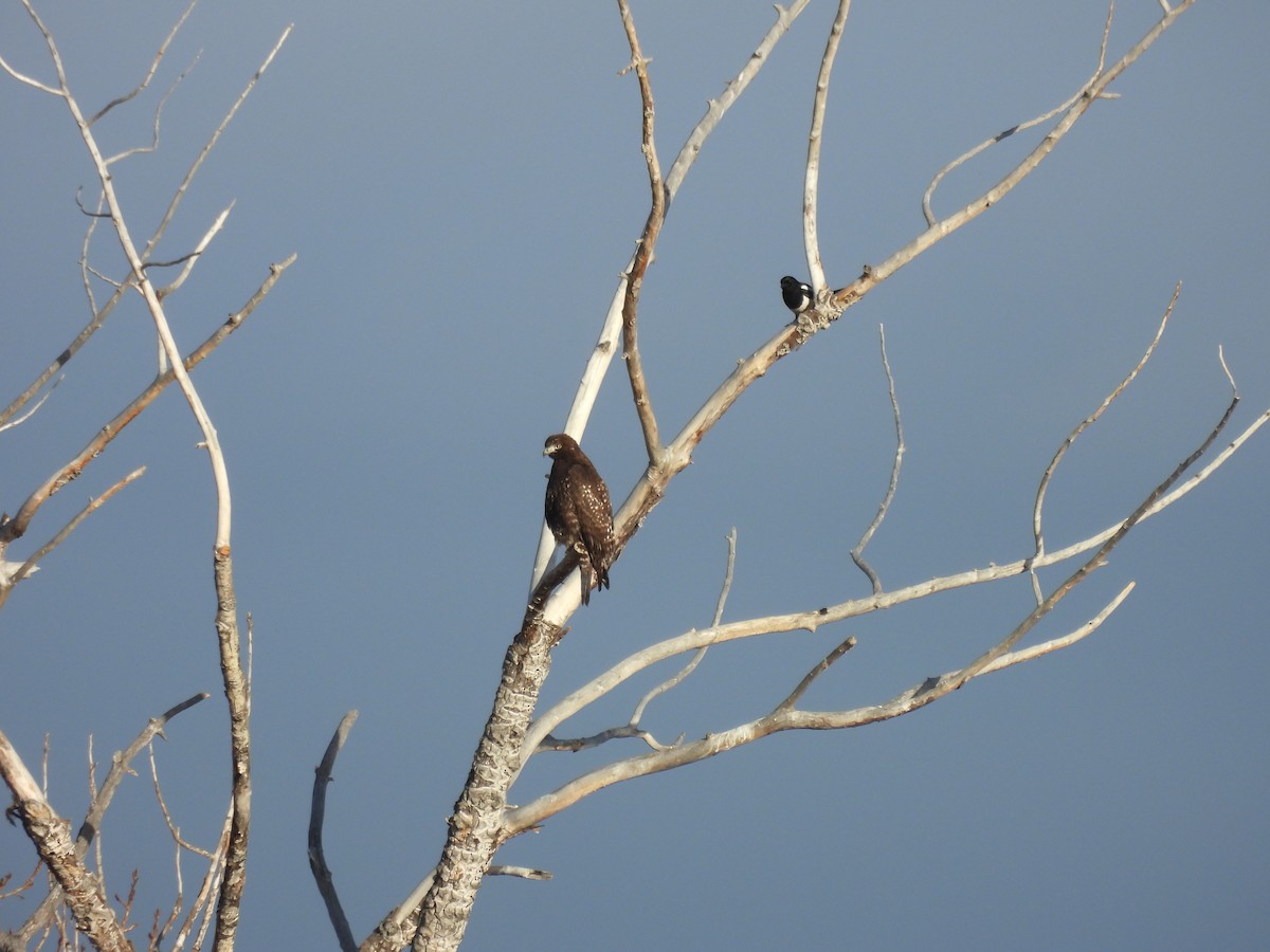 Red-tailed Hawk (Harlan's) - ML611976406